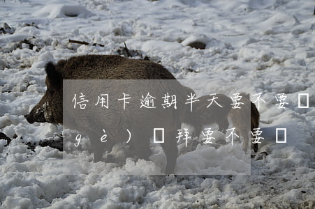 信用卡逾期半天要不要緊(信用卡逾期一個(gè)禮拜要不要緊)