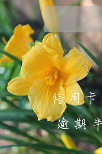 信用卡逾期半年了怎么辦最快還清-信用卡逾期半年了怎么辦最快還清了
