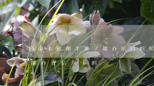 信用卡逾期半年了能办房贷吗(房贷逾期了还能办理信用卡吗)