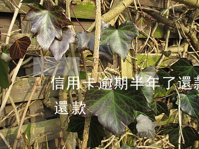 信用卡逾期半年了還款通道(信用卡逾期兩天還款)