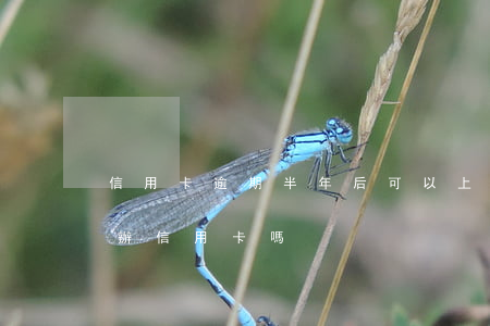 信用卡逾期半年后可以上岸嗎(逾期半年還能辦信用卡嗎)