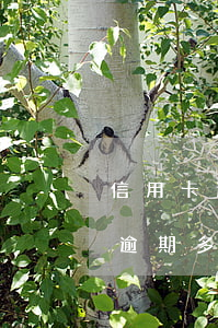 信用卡逾期半年后征信有什么變化(信信用卡逾期多久會上征信)