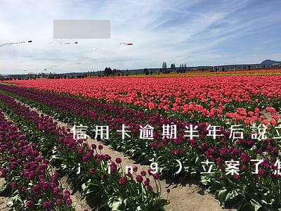 信用卡逾期半年后說立案(信用卡逾期已經(jīng)立案了怎么辦)