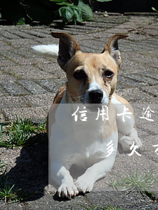 信用卡逾期半年多久可以用回(逾期過還清了過多久才能申請信用卡) 信用卡逾期半年多久可以用回(逾期過還清了過多久才能申請信用卡)