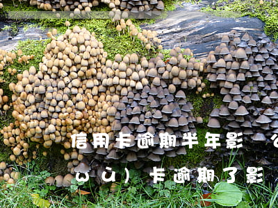 信用卡逾期半年影響公務(wù)員(公務(wù)卡逾期了影響個人不)