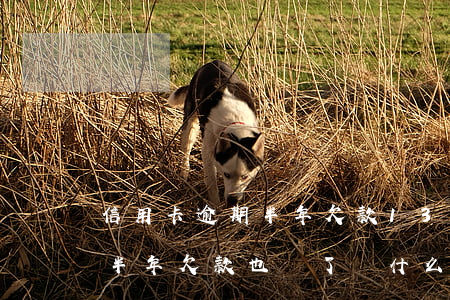 信用卡逾期半年欠款13000 信用卡逾期半年欠款也還了,為什么不給我開通呢