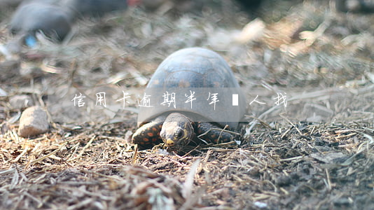 信用卡逾期半年沒人找