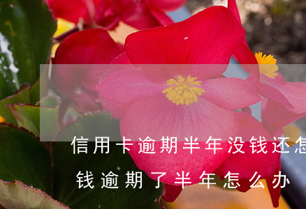 信用卡逾期半年没钱还怎么处理-欠信用卡钱逾期了半年怎么办