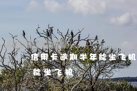 信用卡逾期半年能坐飞机吧(欠信用卡多久不能坐飞机)