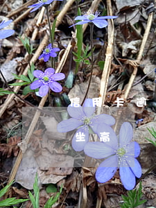 信用卡逾期半年能坐高鐵嘛(逾期多久不可以坐高鐵)