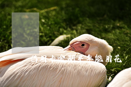 信用卡逾期半年能用花唄嗎