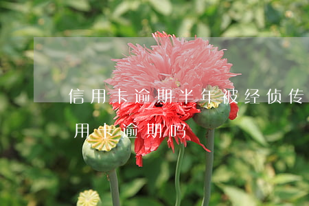 信用卡逾期半年被经侦传唤怎么办(经侦管信用卡逾期吗)