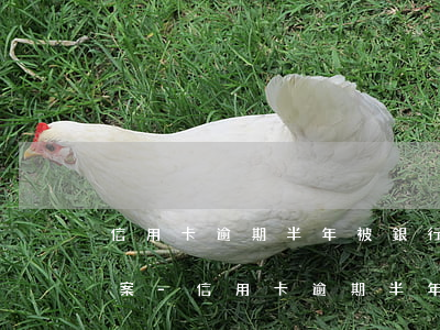 信用卡逾期半年被銀行通知要報(bào)案-信用卡逾期半年被銀行通知要報(bào)案怎么辦