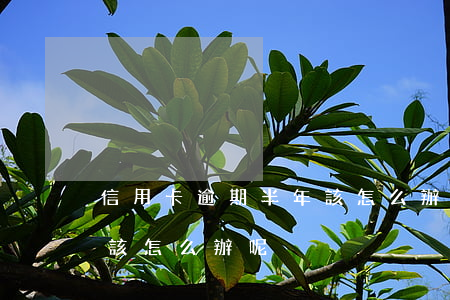 信用卡逾期半年該怎么辦-信用卡逾期半年該怎么辦呢