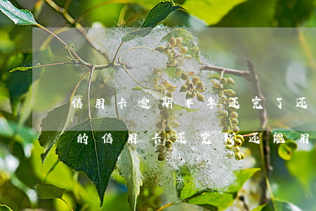 信用卡逾期半年还完了还能再用吗(逾期半年的信用卡还完钱还能用吗)
