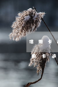 信用卡逾期半年通知我去法院(法院會受理信用卡逾期案件嗎)