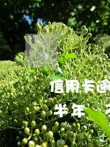 信用卡逾期半年還不起怎么辦-信用卡逾期半年還不起怎么辦