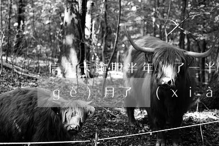 信用卡逾期半年還了一半(信用卡逾期3個(gè)月了現(xiàn)在還了一半了怎么辦)