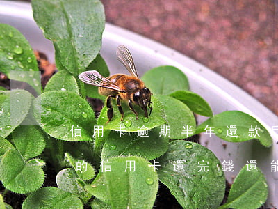 信用卡逾期半年還款后還能用么-逾期半年的信用卡還完錢還能用嗎