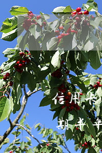 信用卡逾期半年還款還能解凍嗎-信用卡逾期半年還款還能解凍嗎