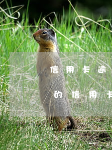 信用卡逾期半年還清了還有額度嗎(逾期半年的信用卡還完錢(qián)還能用嗎)