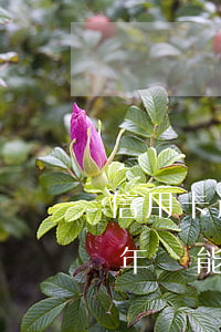 信用卡逾期半年還能不能再借 信用卡逾期半年還能不能再借