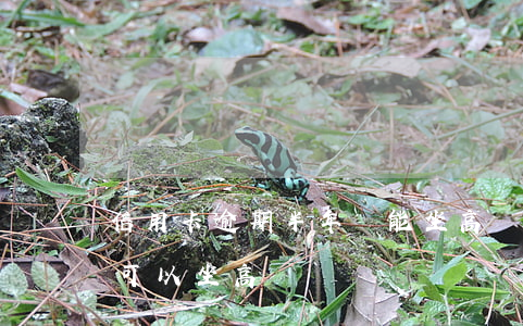 信用卡逾期半年還能坐高鐵嗎(征信有逾期還可以坐高鐵嗎)