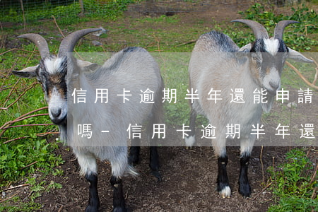 信用卡逾期半年還能申請(qǐng)分期嗎-信用卡逾期半年還能申請(qǐng)分期嗎怎么辦