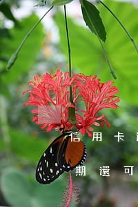 信用卡逾期半年還能買房嗎(以前有信用卡逾期還可以貸款買房嗎)