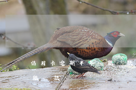 信用卡逾期半年還能貸款(信用卡逾期半年還能貸款嗎)