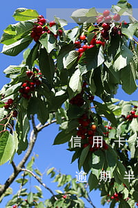 信用卡逾期半年還錢有時間限制嗎-信用卡逾期半年還錢有時間限制嗎怎么辦