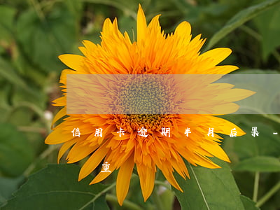 信用卡逾期半月后果-信用卡逾期半月后果嚴重嗎