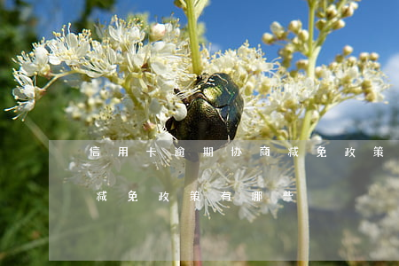 信用卡逾期协商减免政策-信用卡逾期协商减免政策有哪些