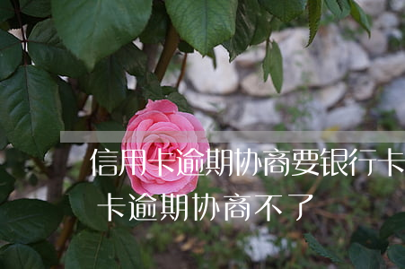 信用卡逾期协商要银行卡流水-为什么信用卡逾期协商不了