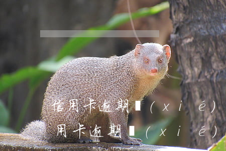 信用卡逾期協(xié)商也還不起(銀行信用卡逾期協(xié)商不了怎么解決)
