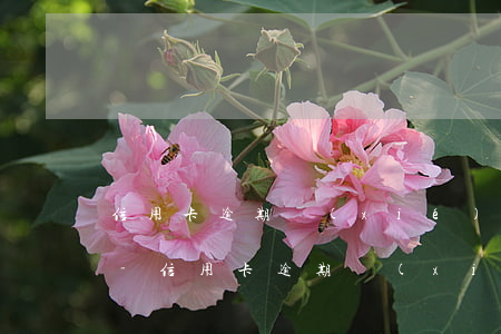 信用卡逾期協(xié)商今天不同意還款-信用卡逾期協(xié)商今天不同意還款怎么辦
