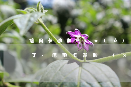 信用卡逾期協(xié)商分期成功又逾期了-信用卡逾期協(xié)商分期成功又逾期了怎么辦
