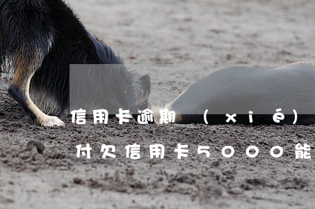 信用卡逾期協(xié)商分期為什么要首付 欠信用卡5000能協(xié)商分期嗎