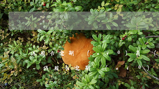 信用卡逾期協(xié)商協(xié)議-信用卡逾期協(xié)商協(xié)議模板