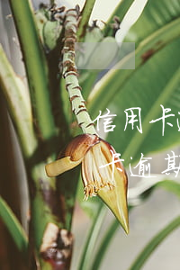 信用卡逾期協(xié)商失效(為什么信用卡逾期協(xié)商不了)