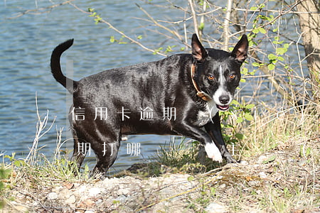 信用卡逾期協(xié)商找哪里(信用卡逾期打哪個電話主動協(xié)商)