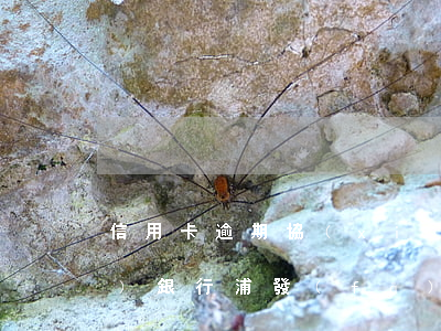 信用卡逾期協(xié)商技巧浦發(fā)銀行(浦發(fā)卡逾期后協(xié)商之前還的錢是算本金的嗎)