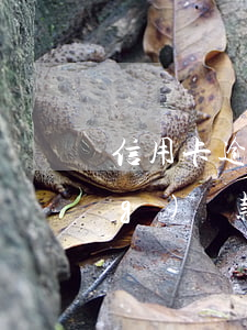 信用卡逾期協(xié)商最長(zhǎng)還款時(shí)間是多久-信用卡逾期協(xié)商最長(zhǎng)還款時(shí)間是多久啊