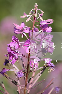 信用卡逾期協(xié)商處理-信用卡逾期協(xié)商處理要哪些材料