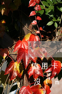 信用卡逾期協(xié)商還款后算逾期嗎 沒(méi)有逾期的信用卡可以協(xié)商還款嗎