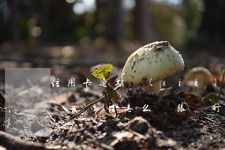 信用卡逾期協(xié)商還款找經(jīng)理怎么談(跟銀行信用卡溝通協(xié)商還款)
