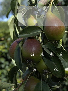 信用卡逾期協(xié)商還款最長逾期幾次-信用卡逾期協(xié)商還款最長逾期幾次