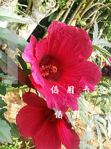 信用卡逾期協(xié)商銀行不同意分期(信用卡逾期協(xié)商銀行不同意分期還款)