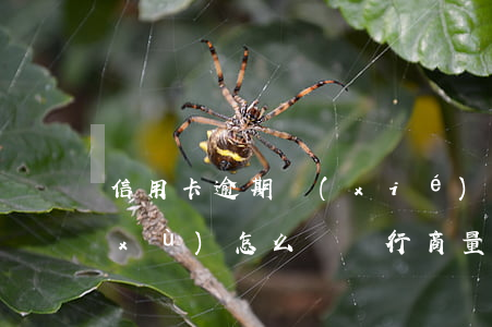 信用卡逾期協(xié)商需要什么手續(xù)(怎么與銀行商量協(xié)商信用卡逾期還款事宜)