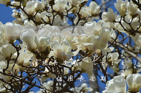 信用卡逾期協(xié)調(diào)申請書(信用卡逾期協(xié)調(diào)申請書范文)